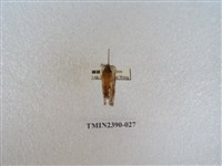 藏品(銀肩枯葉蛾)的圖片